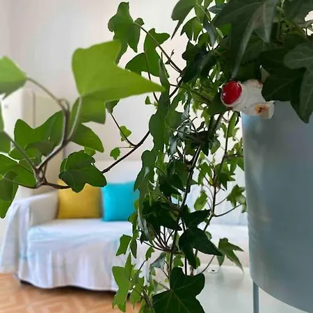 In Pieno Centro - 500 Metri Dal Mare. Viareggio